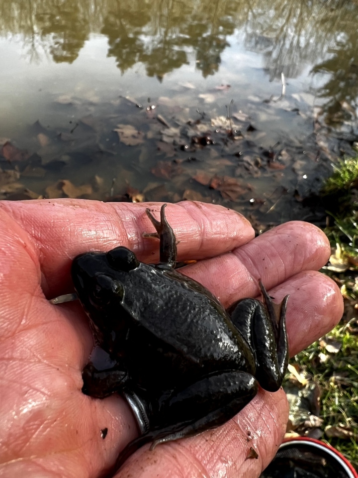 Green Frog